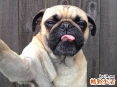 孕妇梦见狗和自己亲密接触