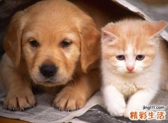 孕妇梦见屋子里猫和狗在一起嬉戏打闹