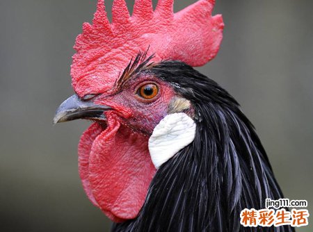 梦见一群野鸡在山上找食吃