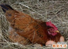 梦见母鸡下蛋下了很多自己还去捡了