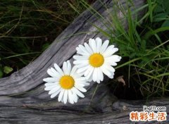 彼岸花凋零让人心痛的伤感网名