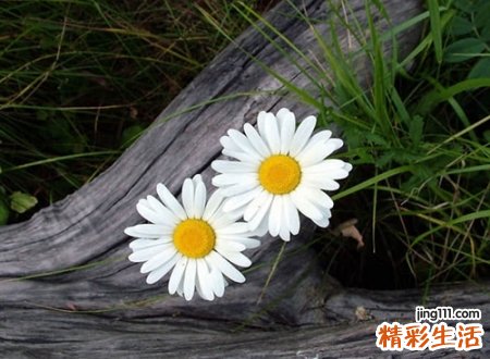 彼岸花凋零让人心痛的伤感网名