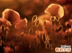 紧锁心房的蘑菇姐姐专属抖音昵称