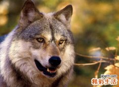梦见被野狼追击但没伤我