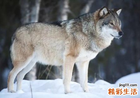 梦见在林海雪原的雪地里被狼着追跑