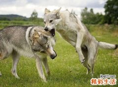 梦见自己使用棍棒把恶狼打跑了