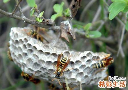 梦见用竹竿捅马蜂窝差点蛰到自己