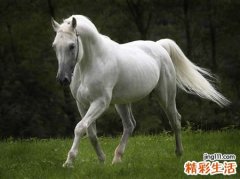 梦见在草原上一匹骏马向自己跑来