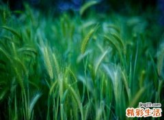 没有热情的另类悲伤网名