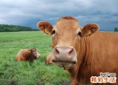 梦见在牛圈里牛要顶我我巧妙躲开了