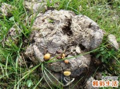 梦见在牛场外有堆积如山的牛粪