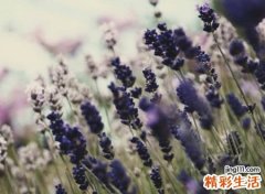 好听有韵味的古风网名，唯美有诗意的简约昵称