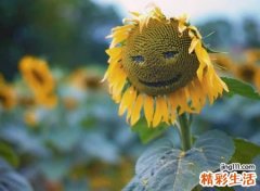 独特简单的00后最萌网名，抖音今年最火最萌昵称