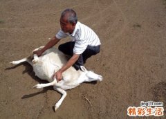 梦见老公杀羊我去帮忙一起杀