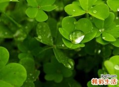 超好听小清新的扣扣网名