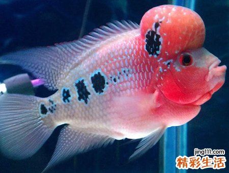 梦见死鱼在水里漂着发出恶臭味