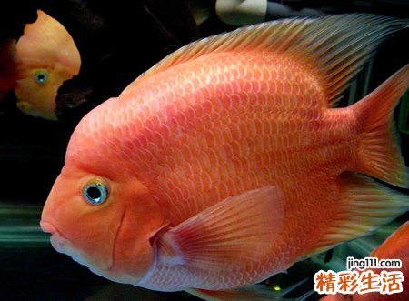 梦见大鱼在水底自由自在的畅游