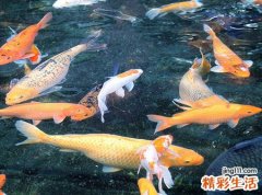 梦见把鱼开膛破肚做红烧鲤鱼