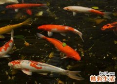 梦见好多鱼活蹦乱跳好逍遥