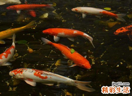 梦见好多鱼活蹦乱跳好逍遥
