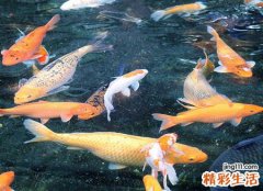 梦见在河边抓了一桶鱼送给邻居