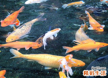 梦见在河边抓了一桶鱼送给邻居