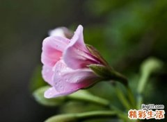 2021好听涨粉的抖音名字