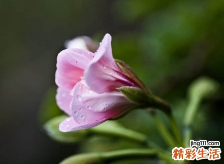 2021好听涨粉的抖音名字