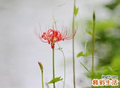 关于彼岸花的冷酷网名