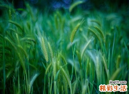 小清新唯美的简约网名