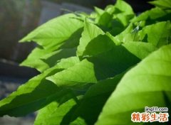 2019霸气的英文名