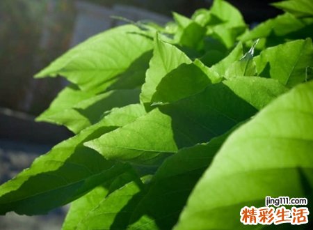 2019霸气的英文名