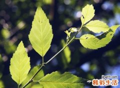 2021好听简洁的英文名昵称