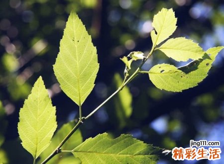 2021好听简洁的英文名昵称
