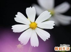 好听优雅的四字微信昵称