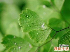 好看简单的个性昵称设计，森系网名简单气质有深意
