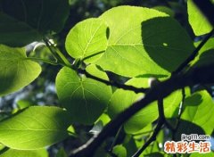 简单超有意境的唯美昵称，迷情网名将花葬在手心