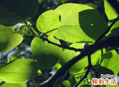 简单超有意境的唯美昵称，迷情网名将花葬在手心