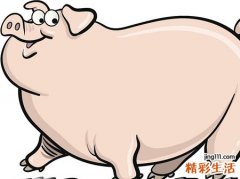 梦见又白又大的肥猪朝自己笑