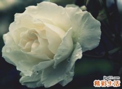 梦见死去的亲人复活是什么意思
