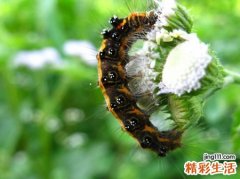 梦见自己吃了软体虫子很恶心吐了一地