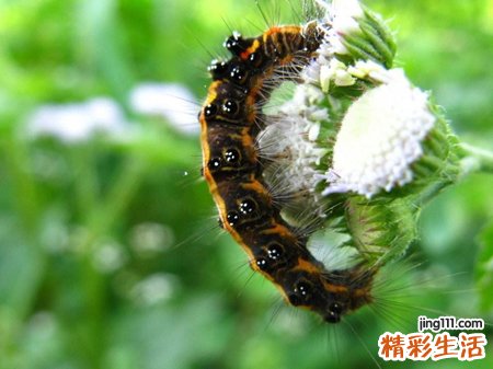 梦见自己吃了软体虫子很恶心吐了一地