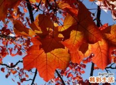 有深意寓意好的励志昵称，积极向上的网名为将来而努力