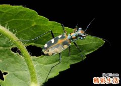 梦见屋里被毒妇人放了毒虫