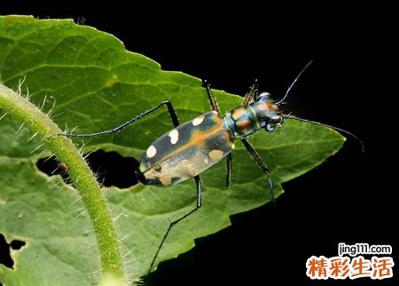 梦见屋里被毒妇人放了毒虫