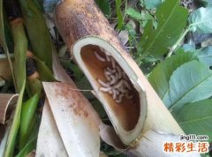 梦见厕所里很脏很乱蛆虫到处乱爬