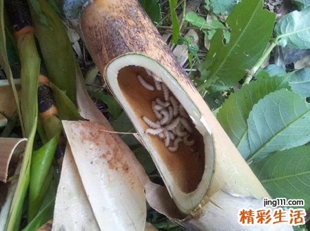 梦见厕所里很脏很乱蛆虫到处乱爬