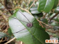 梦见蜘蛛爬到自己身上自己很恐惧