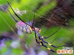 梦见自己在蚕丝洞被蜘蛛网缠住双手