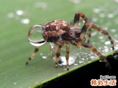 梦见一只碗口大的蜘蛛想要袭击自己